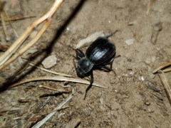 Stenomorpha