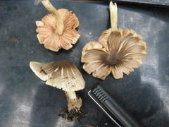 Volvariella volvacea
