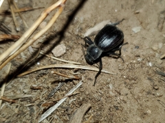 Stenomorpha