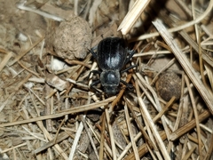 Stenomorpha