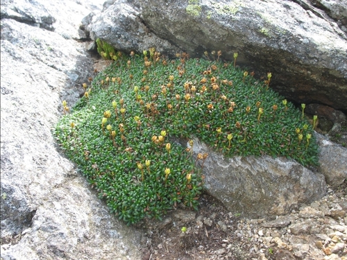 Diapensia lapponica legacy iNaturalist observation