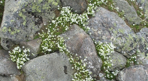 Mononeuria groenlandica legacy iNaturalist observation