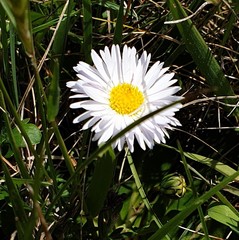 Brachyscome scapigera