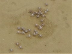 Mictyris darwinensis