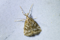 Phanomorpha dapsilis