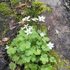 Kumlienia hystricula