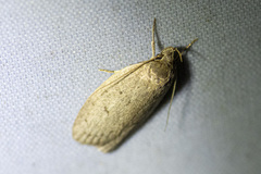 Euchaetis