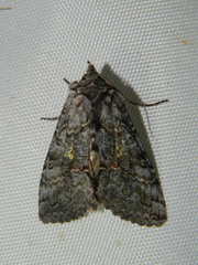 Syngrapha viridisigma