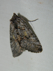 Syngrapha viridisigma