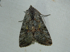 Syngrapha viridisigma