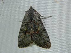 Syngrapha viridisigma
