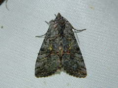 Syngrapha viridisigma