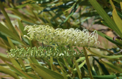 Grevillea exul