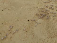 Mictyris darwinensis