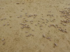 Mictyris darwinensis