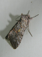 Syngrapha viridisigma