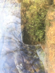 Fissidens fontanus