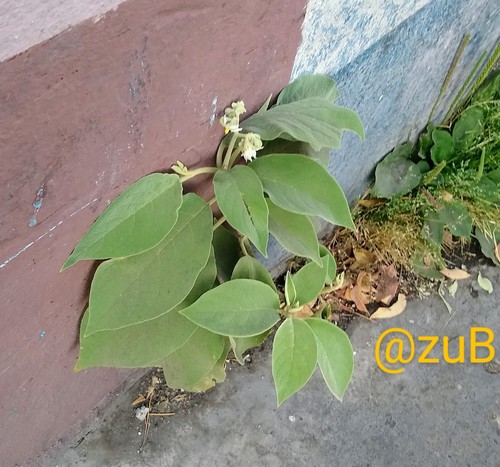 Solanum erianthum iNat (3)