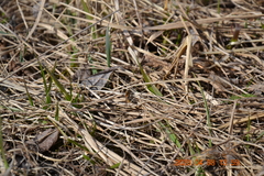 Andrena