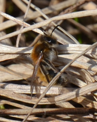 Andrena