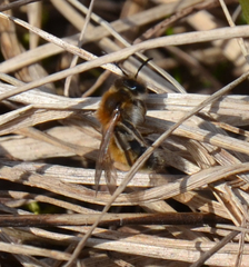 Andrena