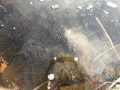 Fontinalis dalecarlica