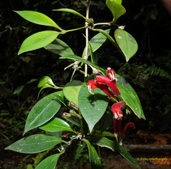 Aeschynanthus micranthus