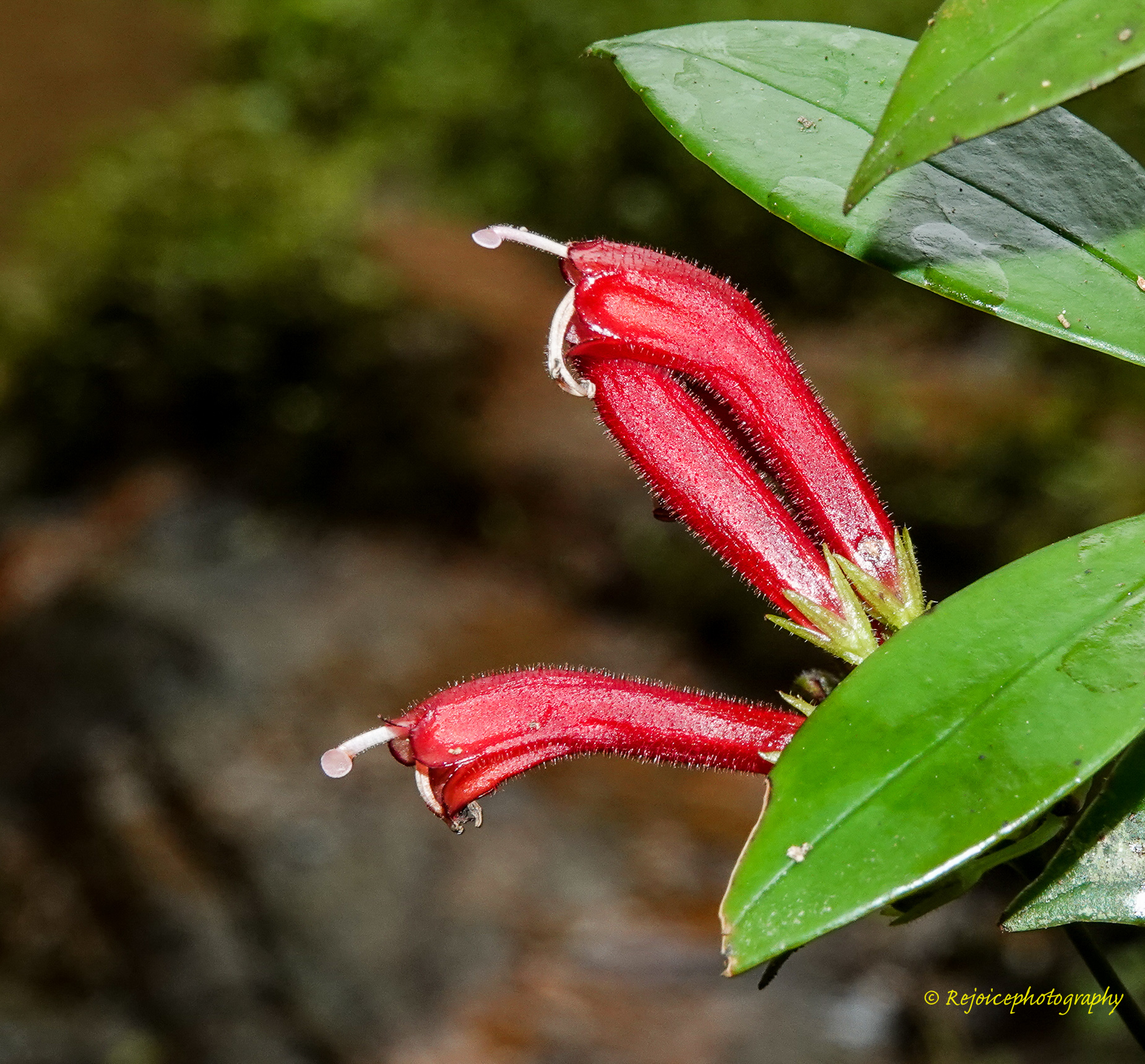 Aeschynanthus micranthus