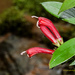 Aeschynanthus micranthus - Photo (c) Rejoice Gassah, some rights reserved (CC BY), uploaded by Rejoice Gassah
