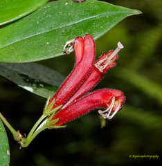 Aeschynanthus micranthus