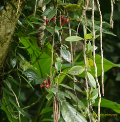 Aeschynanthus micranthus