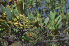 Stenocarpus umbelliferus