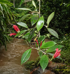 Aeschynanthus micranthus