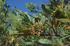 Stenocarpus umbelliferus