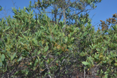 Stenocarpus umbelliferus