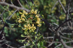 Stenocarpus umbelliferus