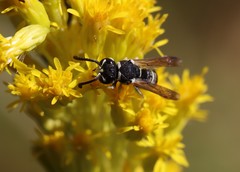 Stenodynerus anormis