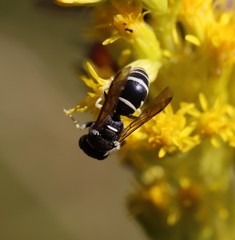 Stenodynerus anormis