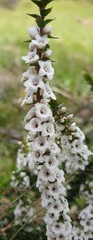 Epacris gunnii