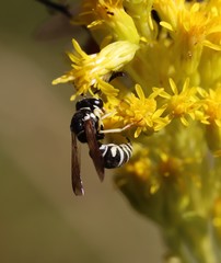 Stenodynerus anormis