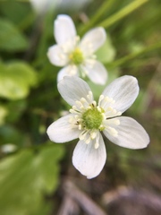Kumlienia hystricula