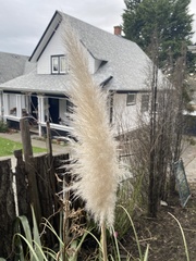 Cortaderia selloana