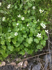 Kumlienia hystricula
