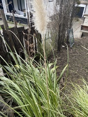 Cortaderia selloana