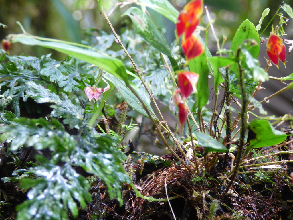 Lepanthes discolor