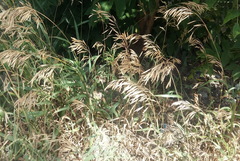 Bromus inermis