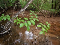 Xylocarpus moluccensis