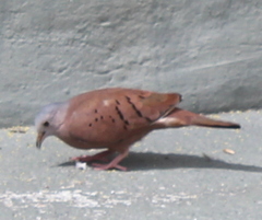 Columbina talpacoti