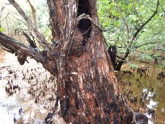 Xylocarpus moluccensis