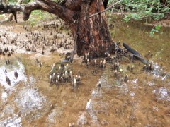 Xylocarpus moluccensis